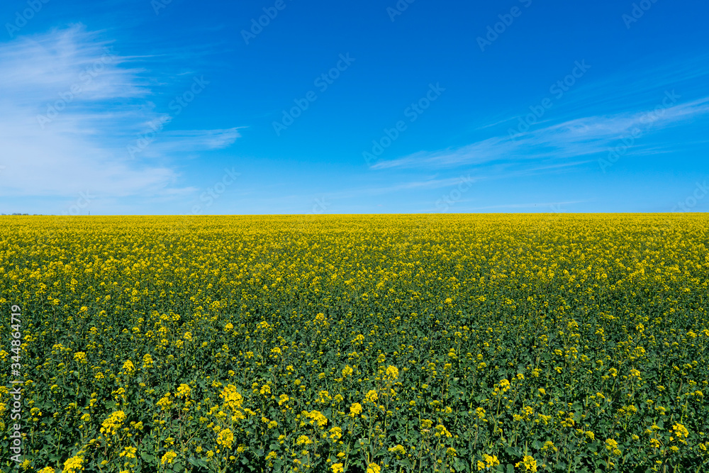 Obraz premium Ukraine. Drone. Aerial view. The yellow rape field.