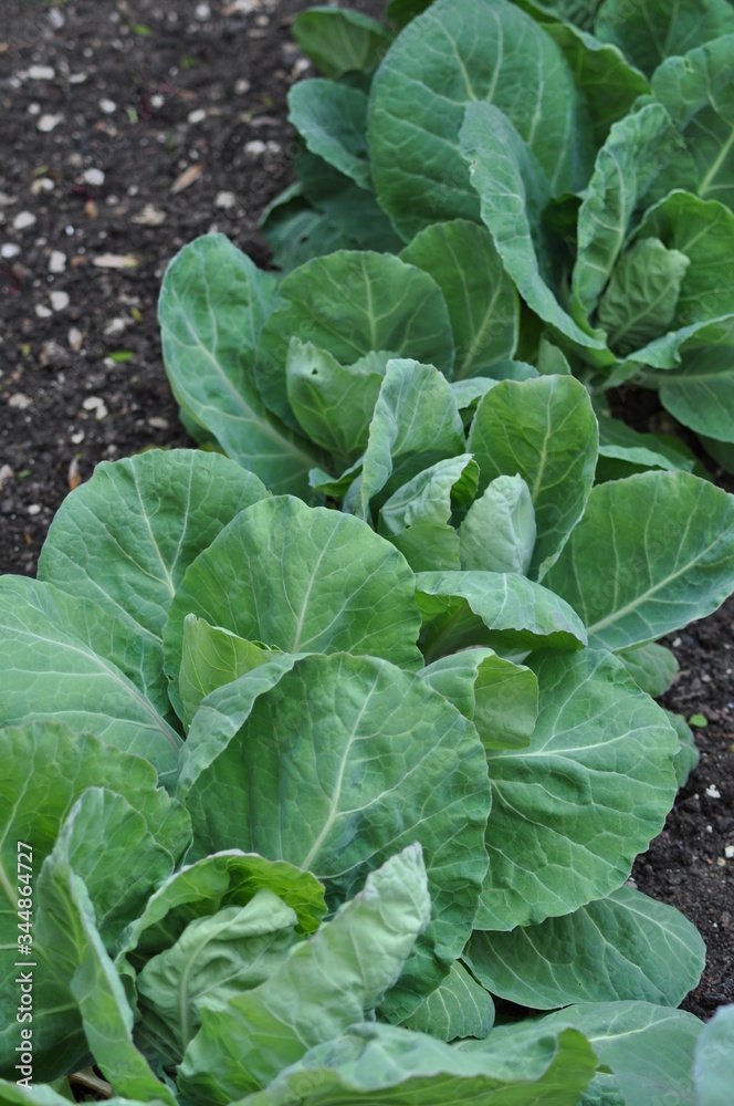 Close up of cabbage plants growing at an allotment with soil and wooden fence in background. Close up of cabbage plants growing at an allotment with soil and wooden fence in background.