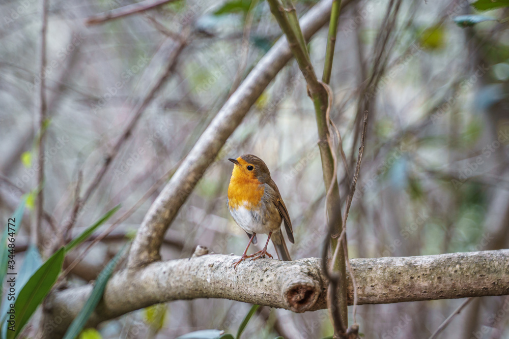 robin watching from a bush branch robin watching from a bush branch