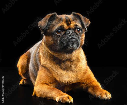 Brabancon, griffon, dog, Small dog, bird pit Brabancon, dog on a black background photo