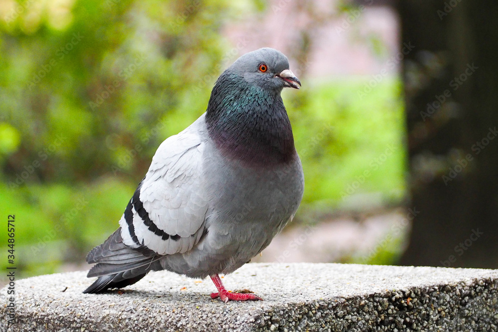Obraz premium a grey pigeon stands on one leg on a concrete grey structure against a background of greenery
