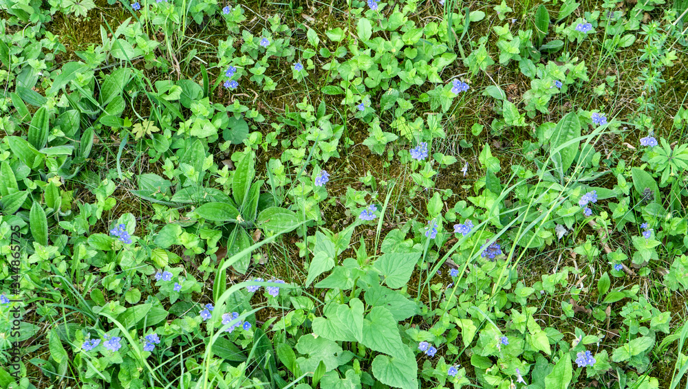 meadow with blue flowered speedwell meadow with blue flowered speedwell