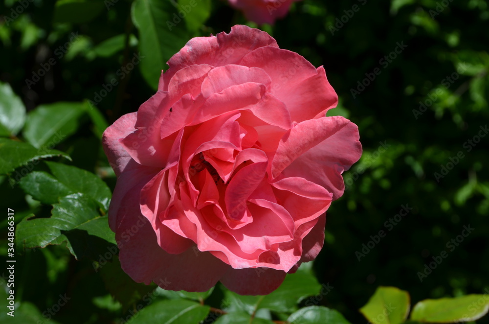 Close up of one large and delicate light pink rose in full bloom in a summer garden, in direct sunlight, with blurred green leaves in the background
Close up of one large and delicate light pink rose in full bloom in a summer garden, in direct sunlight, with blurred green leaves in the background
