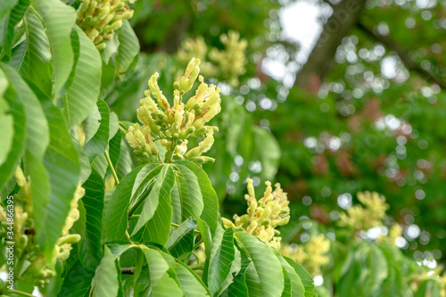 Detail of a yellow flowering horse chestnut, Aesculus flava 