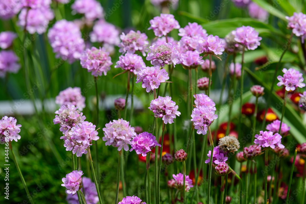 Close up of small vivid pink flowers of Armeria maritima plant, commonly known as thrift, sea thrift or sea pink on a seaside in a sunny summer day in Scotland, beautiful outdoor floral background
Close up of small vivid pink flowers of Armeria maritima plant, commonly known as thrift, sea thrift or sea pink on a seaside in a sunny summer day in Scotland, beautiful outdoor floral background