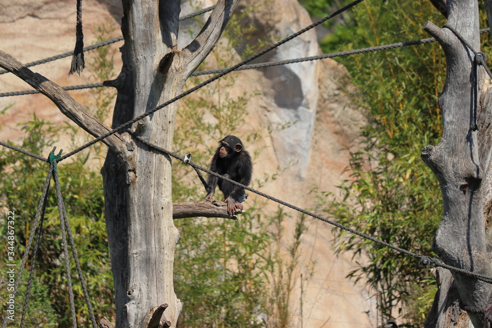Obraz premium Baby Monkey having fun in zoo in leipzig in germany. On sunny day in summer.