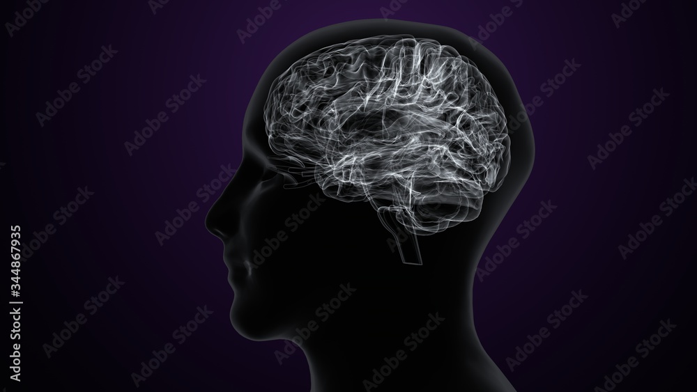 Fototapeta premium Human body with brain intersection anatomy. 3d illustration