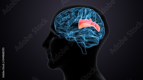 Human body with brain intersection anatomy. 3d illustration