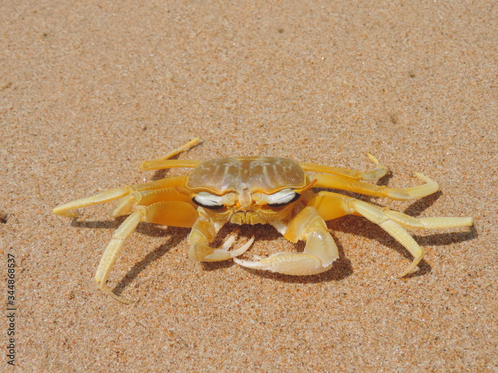 crab on the beach