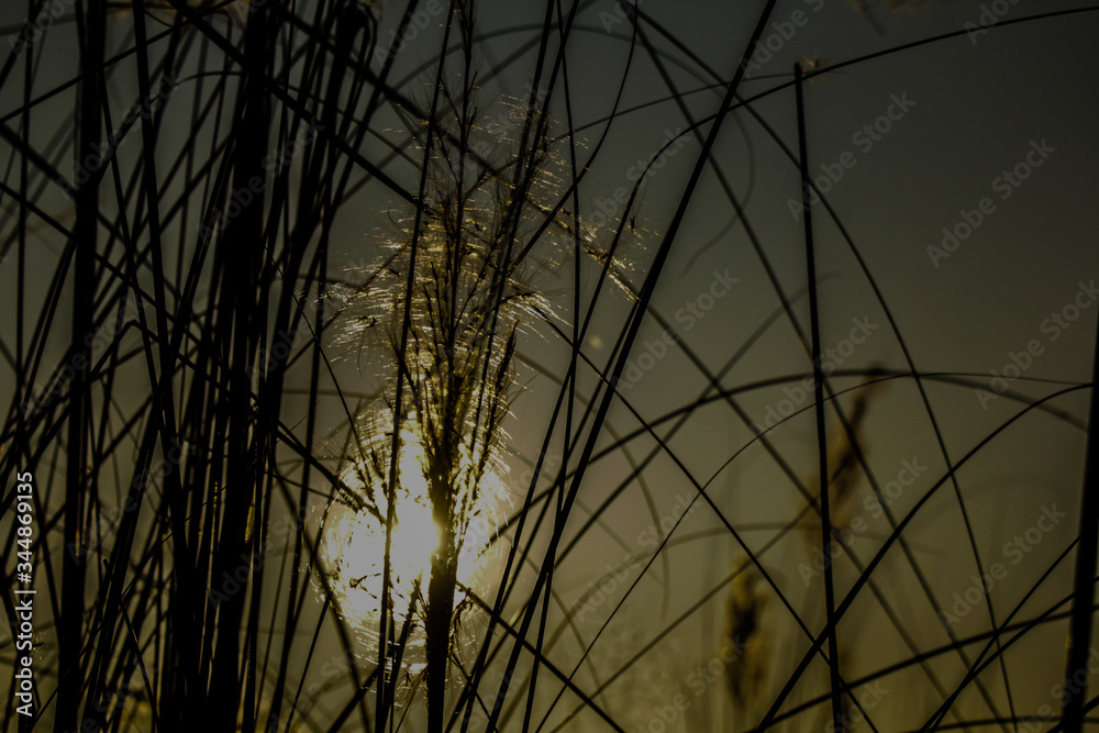 The sun behind the catkin flower. The sun behind the catkin flower.