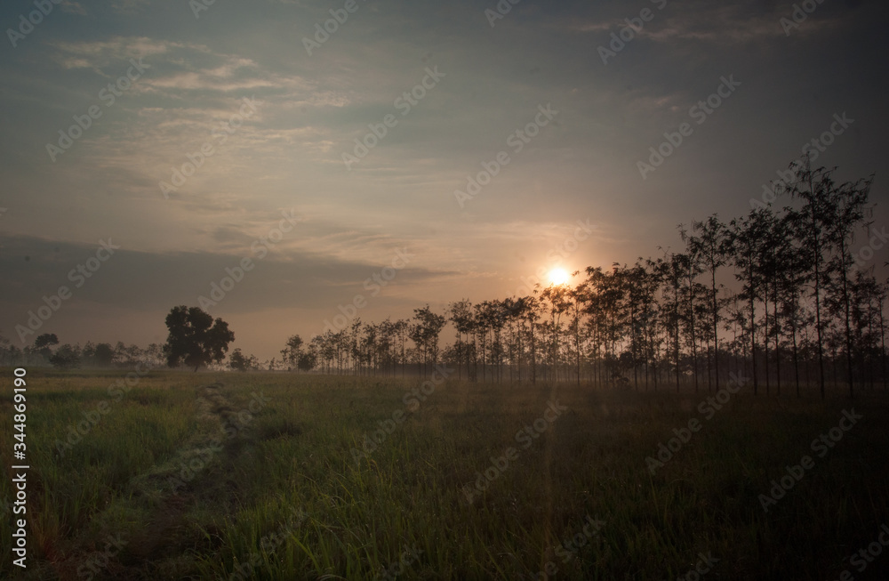Sunset in the ricefield 