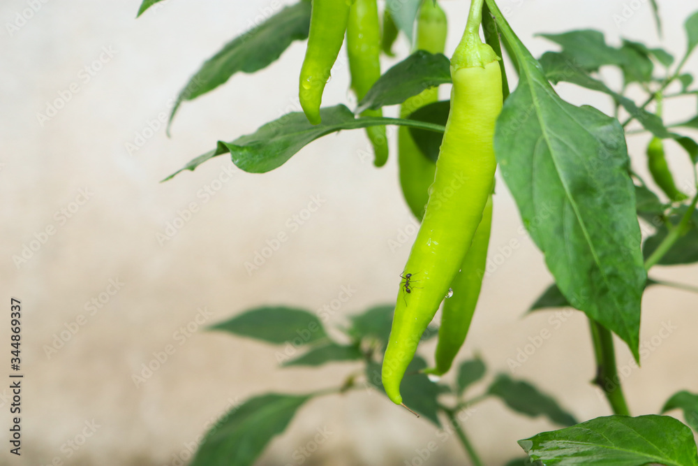 green beans on the vine green beans on the vine