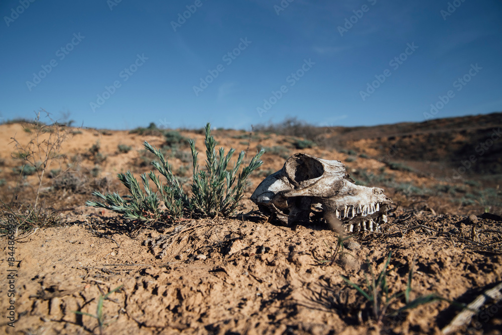 Naklejka premium Animal skull on the sand in the desert