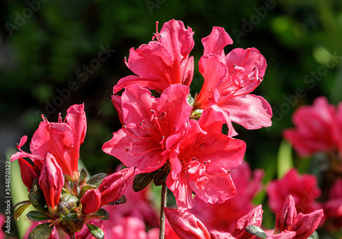 Spring flowering red azalea