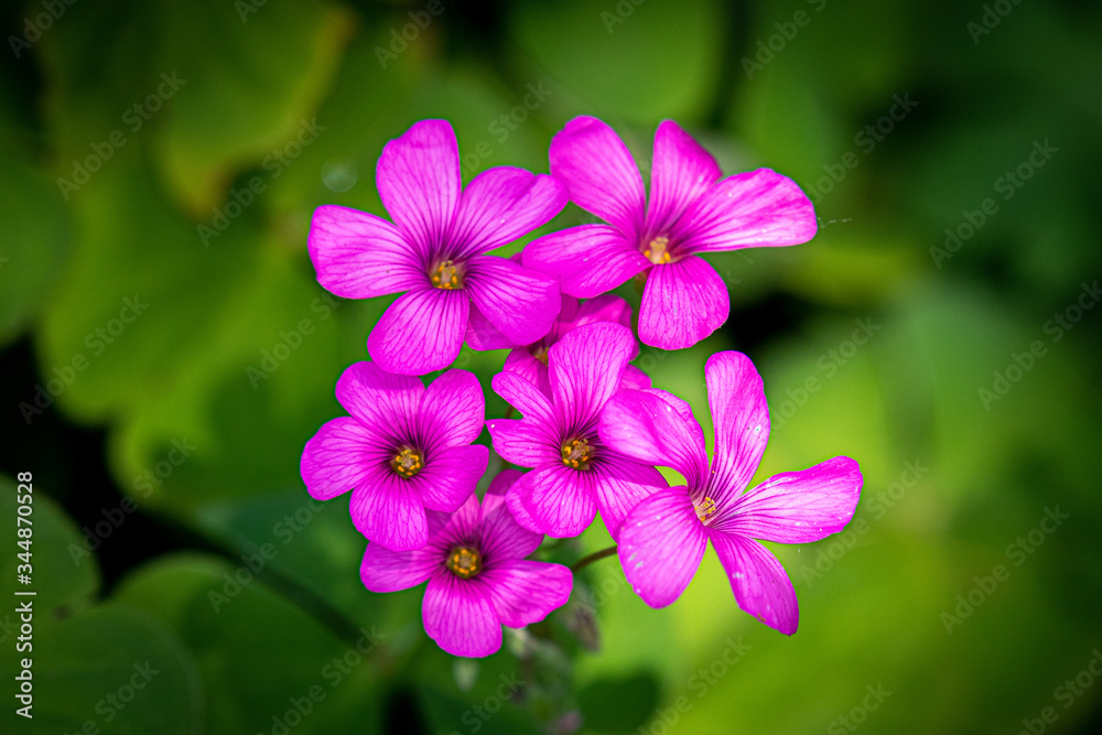 Garden Flowers