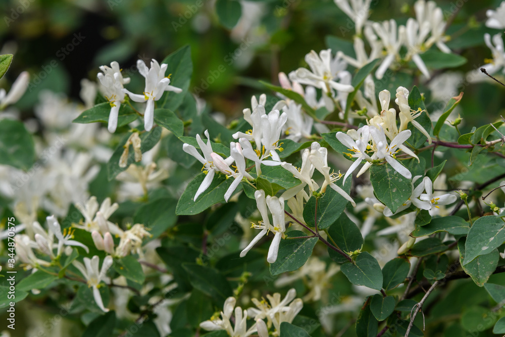 Large green bush with fresh white flowers of Lonicera periclymenum plant, known as common European honeysuckle or woodbine in a garden in a sunny summer day, beautiful outdoor floral background
