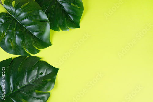 Colored green background with tropical monstera leaves. Creative background for the design. Copy space