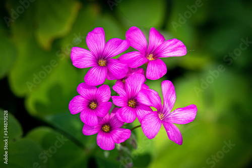 Garden Flowers