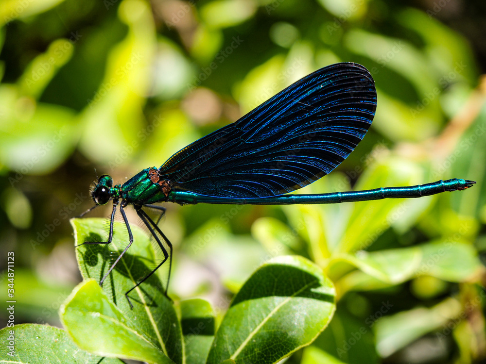 Blue dragonfly is standing on green plant Blue dragonfly is standing on green plant