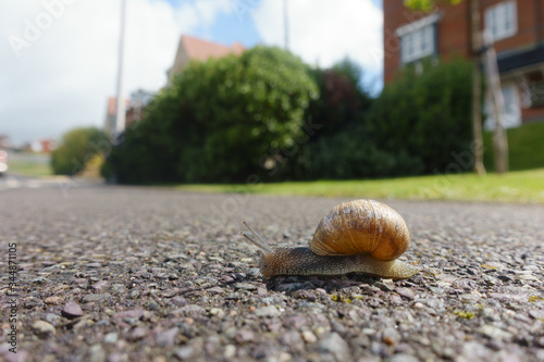 Close up of a garden snail (Cornu aspersum) moving across an urban pavement with gardens and housing blurred in background.Ground level viewpoint.Image photo