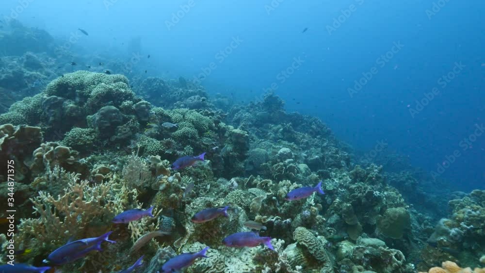 Seascape of coral reef in Caribbean Sea / Curacao with Creole Wrasse, coral and sponge Seascape of coral reef in Caribbean Sea / Curacao with Creole Wrasse, coral and sponge