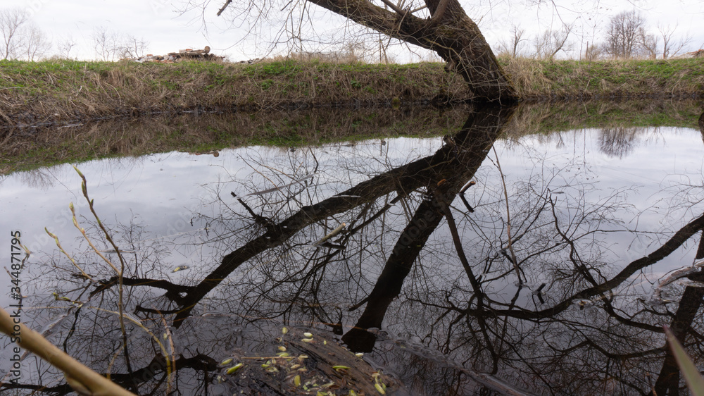 reflection of trees in the water. the pond in the village. reflection of trees in the water. the pond in the village.