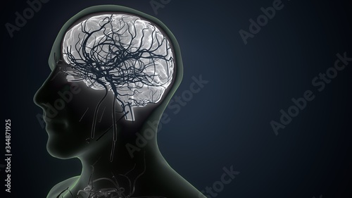 3d illustration of human body x- ray black white brain anatomy