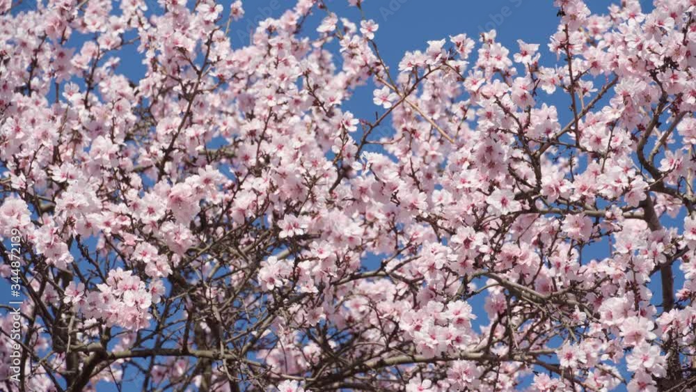 spring buds on trees, blooming and young leaves, bright spring landscape, beautiful background spring buds on trees, blooming and young leaves, bright spring landscape, beautiful background