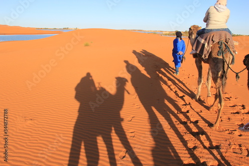 Riding camels early morning in Sahara desert  Morocco. No filter