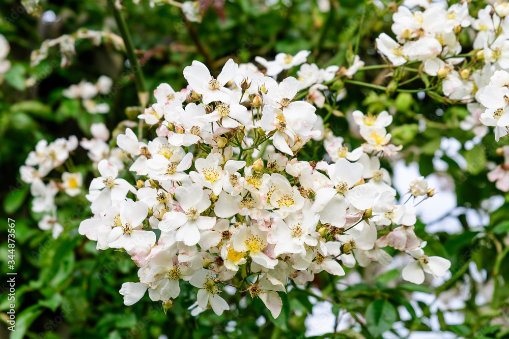 Obraz premium Large green bush with fresh delicate white roses and green leaves in a garden in a sunny summer day, beautiful outdoor floral background 