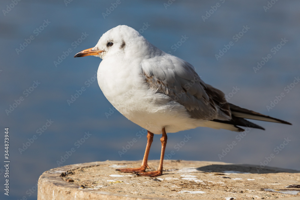A white seagull with an orange beak stands on a stone and looks at the photographer. Wildlife. City birds. Close-up. Blurred background. A white seagull with an orange beak stands on a stone and looks at the photographer. Wildlife. City birds. Close-up. Blurred background.