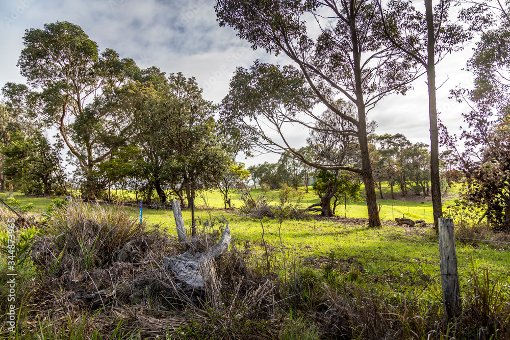 A little forest with a meadow next to the Wallaga Lake in New South Wales, Australia. A little forest with a meadow next to the Wallaga Lake in New South Wales, Australia.