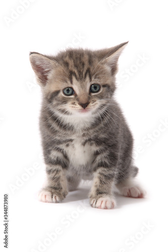 Fototapeta Naklejka Na Ścianę i Meble -  A studio photograph of a grey kitten