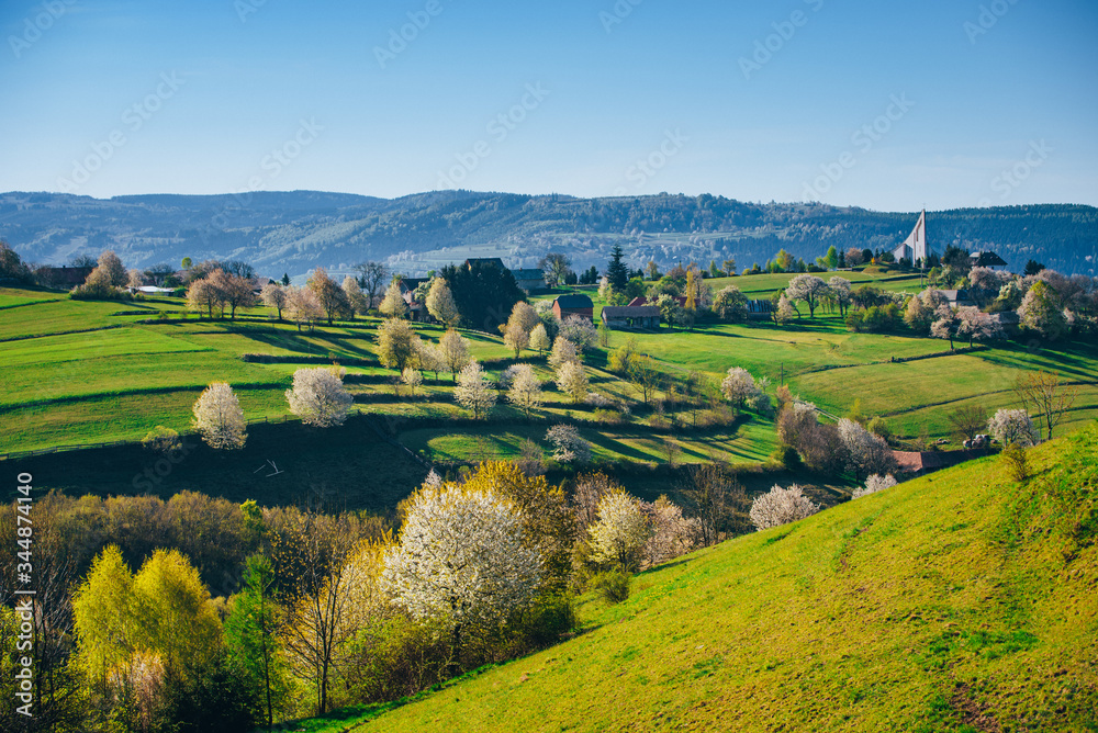 Fototapeta premium Blossom cherry tree in spring beautiful rural green landscape