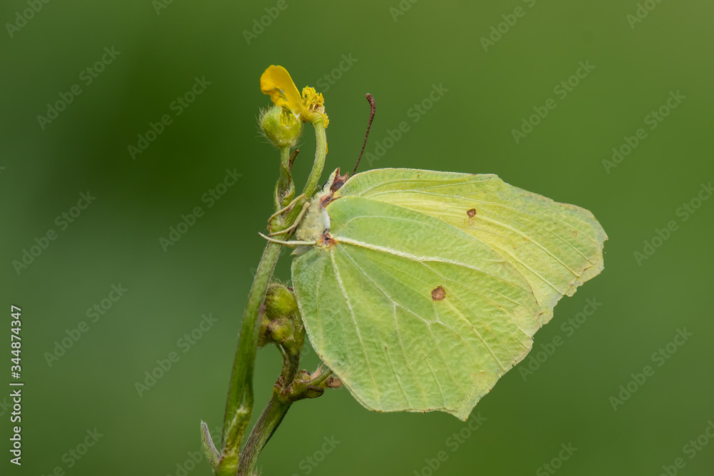 Pieridae / Orakkanat / / Gonepteryx rhamni Pieridae / Orakkanat / / Gonepteryx rhamni