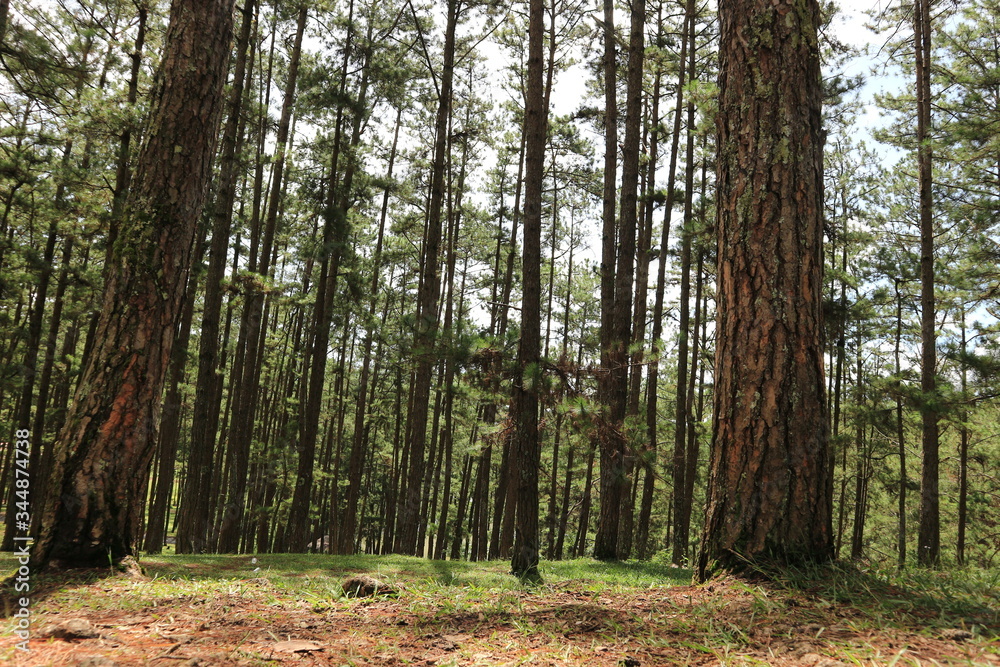 Fototapeta premium forest