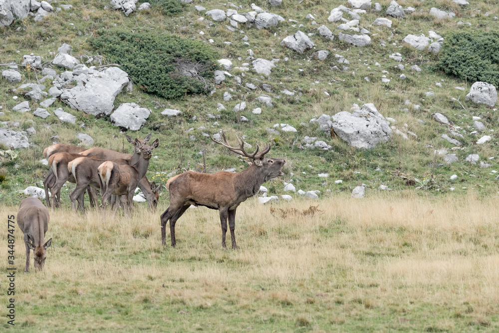 Red deer male with his harem (Cervus elaphus) Red deer male with his harem (Cervus elaphus)