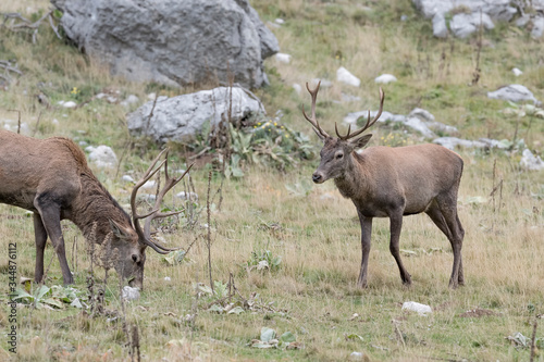 Red deer males in rocky region  Cervus elaphus 