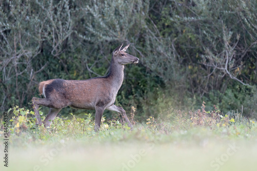 Red deer in the woods  Cervus elaphus 