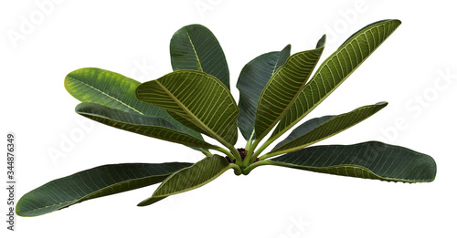 Green fragipani (plumeria) ...