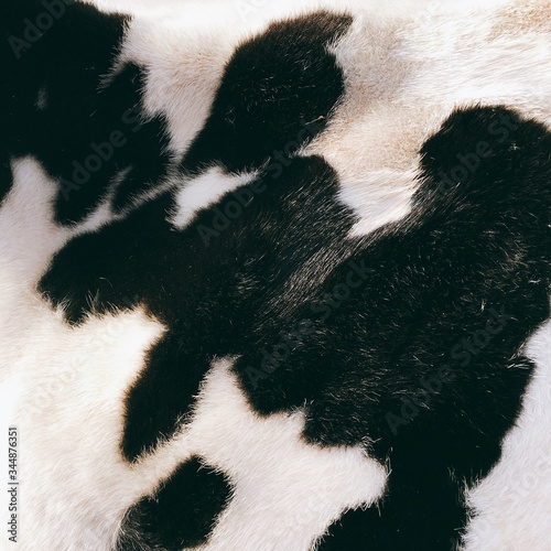 Black and white cow's real fur texture