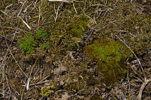 forest floor was thickly covered with moss001
