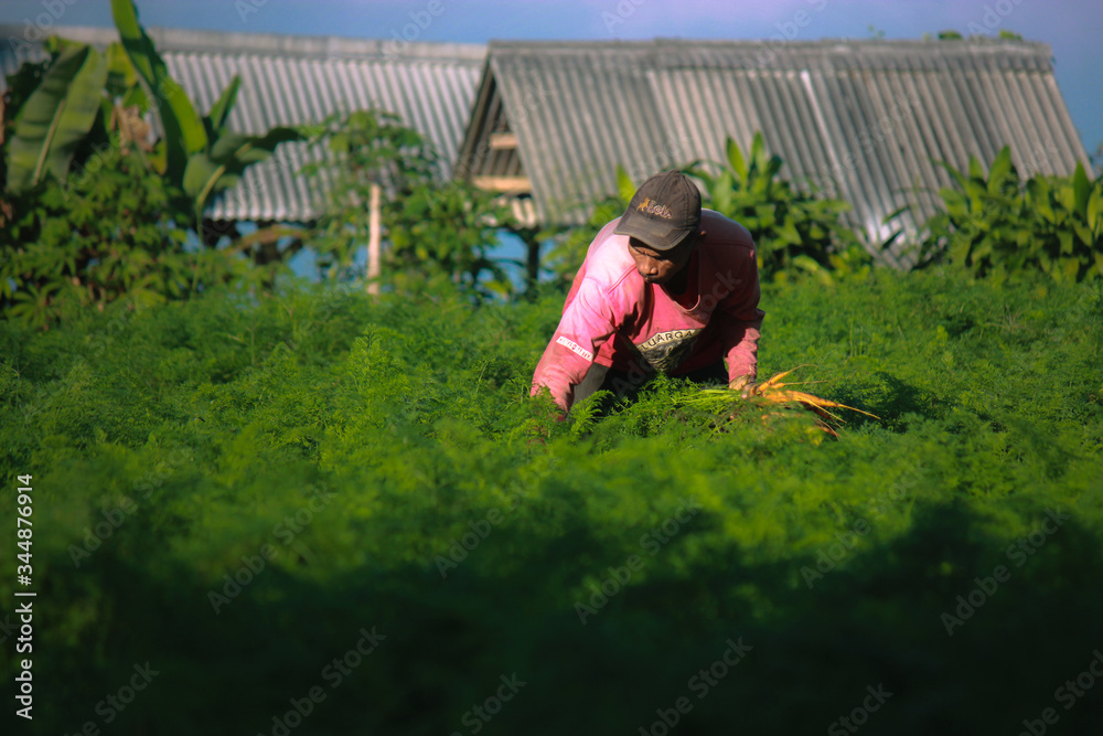 a farmer is harvesting carrots in his garden. this photo was taken on the 29th of June 2018 around 10 noon. in Halimun Sukabumi West Java cottage a farmer is harvesting carrots in his garden. this photo was taken on the 29th of June 2018 around 10 noon. in Halimun Sukabumi West Java cottage