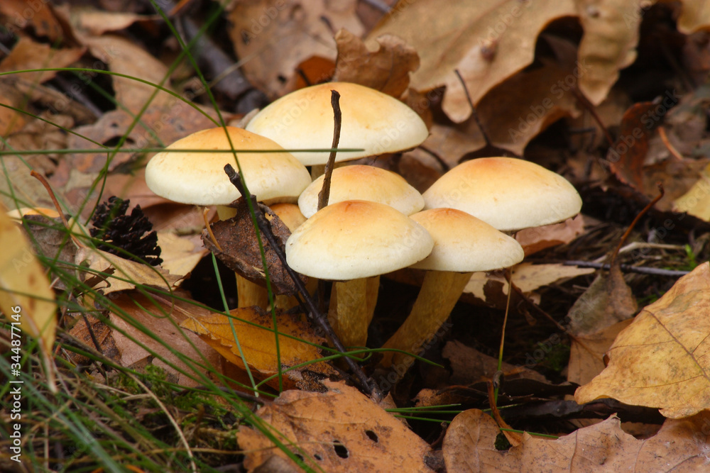 Mushrooms in the autumn forest
Mushrooms in the autumn forest