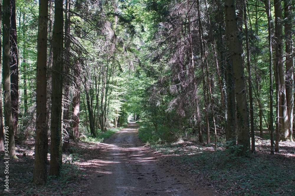 Fototapeta premium Hohlweg im Wald