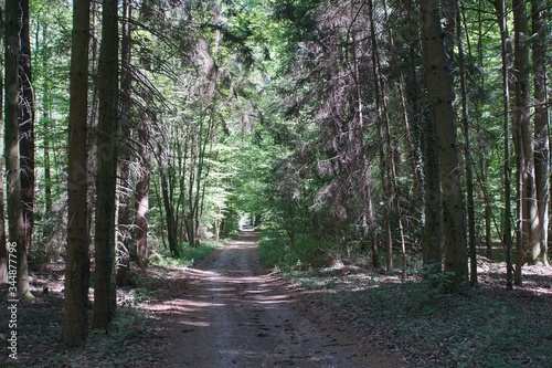 Hohlweg im Wald © foto_desch