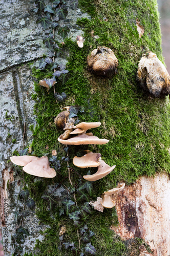 mushroom and moss on tree