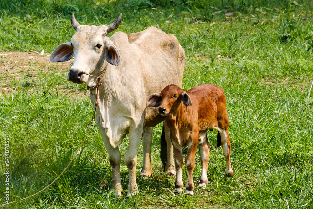 The white cow and the brown calf are looking at something.