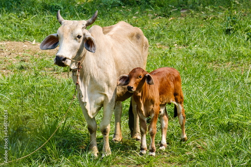 The white cow and the brown calf are looking at something. © gexphos