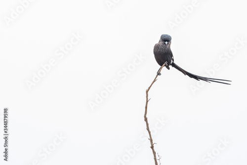 Corvinella melanoleuca Longtailed Shrike bird in kruger park photo